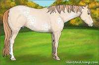 Horse Color:White Spotted Buckskin Pearl