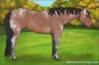 Horse Color:Bay Ice Roan 
