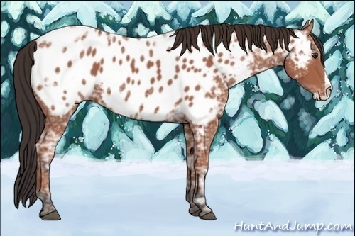 Horse Color:Bay Ice Splash Appaloosa 