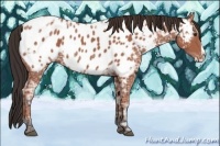 Horse Color:Bay Ice Splash Appaloosa 