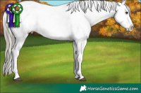 Horse Color:Liver Chestnut Mushroom Tobiano Appaloosa 