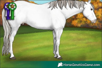 Horse Color:Liver Chestnut Mushroom Tobiano Appaloosa 