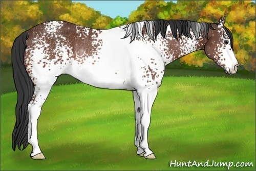 Horse Color:White Spotted Bay Rabicano 