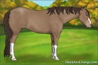 Horse Color:Classic Champagne 