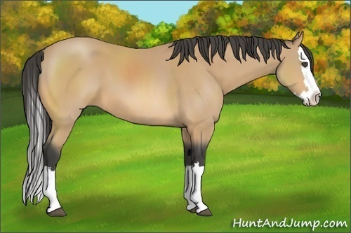 Horse Color:Buckskin Sabino Splash