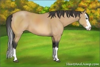 Horse Color:Buckskin Sabino Splash