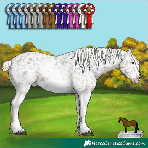 Horse Color:White Spotted Silver Black Appaloosa  and White Spotted Silver Black Appaloosa 