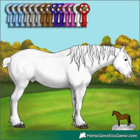 Horse Color:White Spotted Silver Black Appaloosa  and White Spotted Silver Black Appaloosa 
