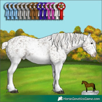 Horse Color:White Spotted Silver Black Appaloosa  and White Spotted Silver Black Appaloosa 