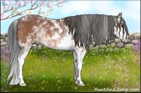 Horse Color:Bay Sabino