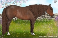 Horse Color:Liver Chestnut Rabicano 
