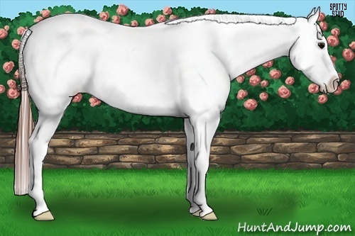 Horse Color:Black Frame Near Leopard 