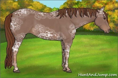 Horse Color:Chestnut Ice 