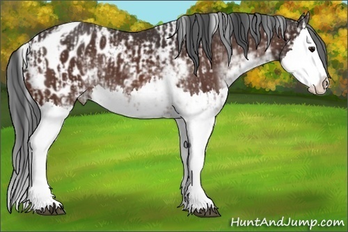 Horse Color:Brown Sabino Splash Blanket and Brown Sabino Splash Blanket