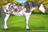 Horse Color:Bay Sabino Splash Appaloosa  and Bay Sabino Splash Appaloosa 