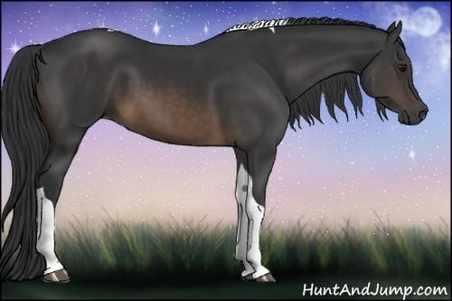 Horse Color:Buckskin Tobiano 