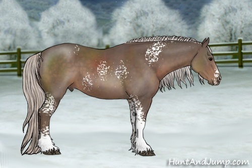 Horse Color:White Spotted Silver Black Sabino 