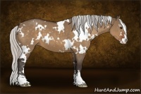 Horse Color:White Spotted Silver Bay Dun Sabino