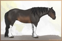 Horse Color:Buckskin Tobiano 