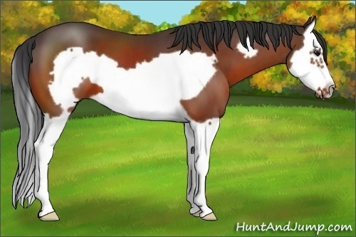 Horse Color:Bay Splash Frame