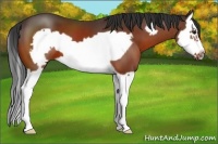 Horse Color:Bay Splash Frame 