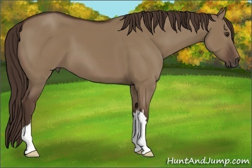Horse Color:Liver Red Dun 