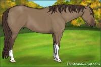 Horse Color:Liver Red Dun 