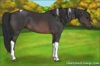 Horse Color:Buckskin Tobiano