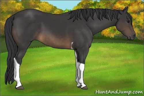 Horse Color:Buckskin Tobiano