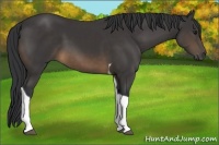 Horse Color:Buckskin Tobiano 