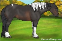Horse Color:Buckskin Tobiano