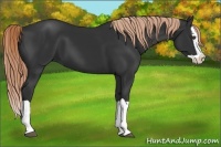 Horse Color:Liver Chestnut Splash 