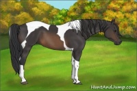 Horse Color:Buckskin Tobiano 