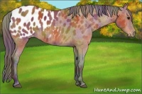 Horse Color:Nacre Bay Sabino Appaloosa 