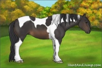 Horse Color:Buckskin Tobiano