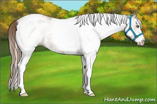 Horse Color:White Spotted Black Pearl Tobiano 