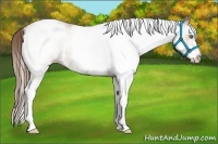 Horse Color:White Spotted Black Pearl Tobiano 