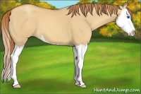 Horse Color:Gold Champagne Dun Splash 