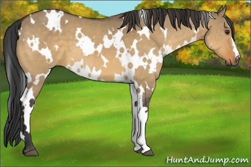 Horse Color:White Spotted Buckskin Dun 