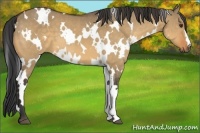 Horse Color:White Spotted Buckskin Dun 