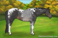 Horse Color:Buckskin Tobiano 