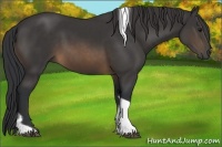 Horse Color:Buckskin Tobiano 