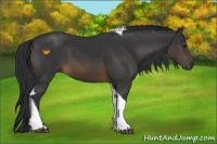 Horse Color:Buckskin Tobiano