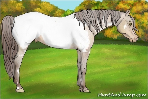 Horse Color:White Spotted Sable Champagne Near Fewspot 