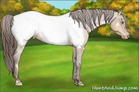 Horse Color:White Spotted Amber Champagne Appaloosa 