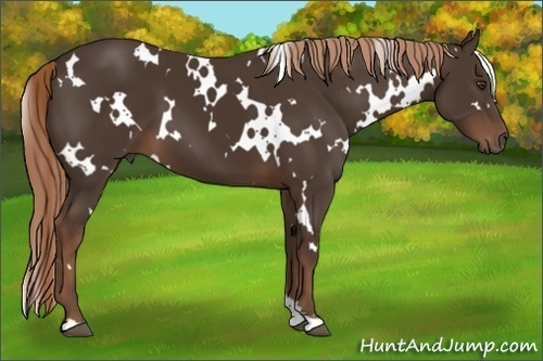 Horse Color:White Spotted Liver Chestnut 
