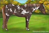 Horse Color:White Spotted Liver Chestnut