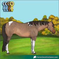 Horse Color:Unknown 