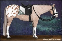 Horse Color:Bay Splash Appaloosa