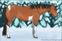 Horse Color:Bay Tobiano 